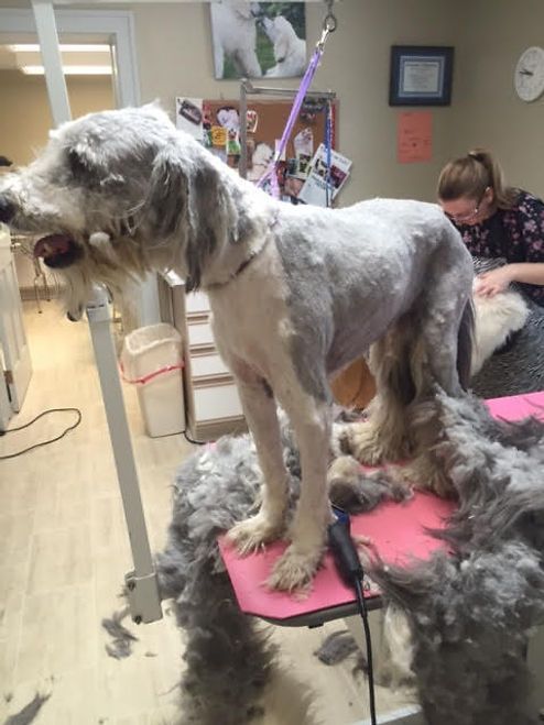 pet grooming services 33