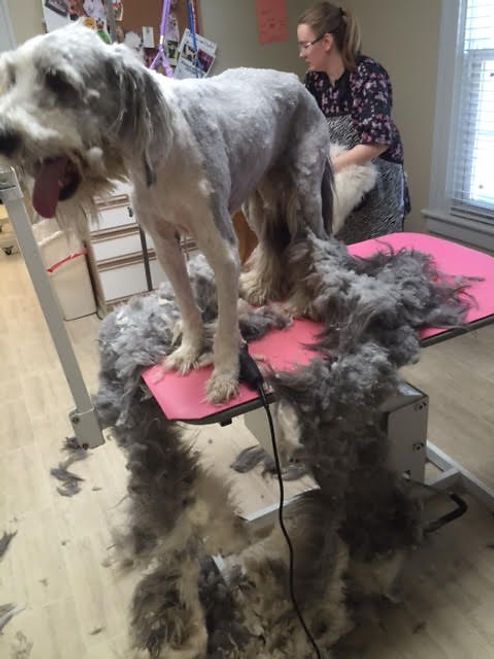 pet grooming services 34