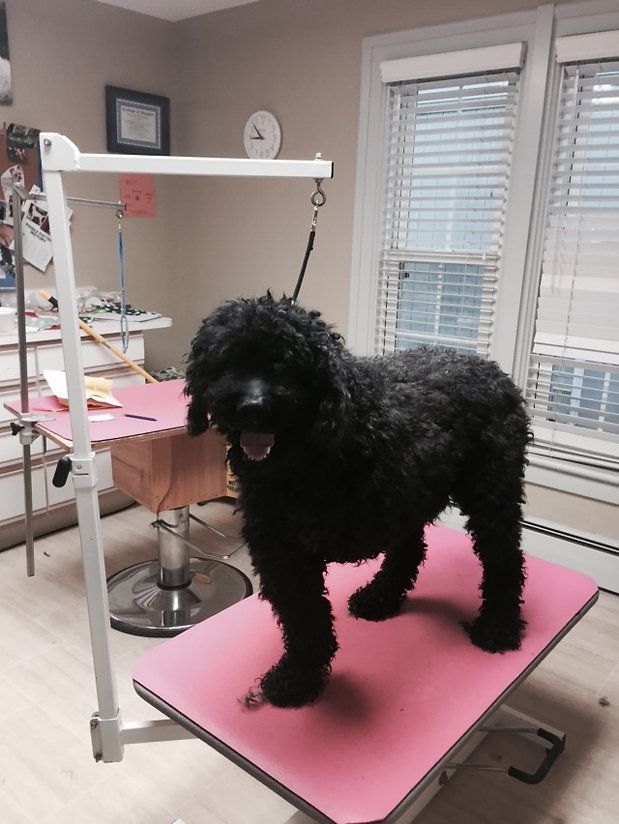 pet grooming services 35