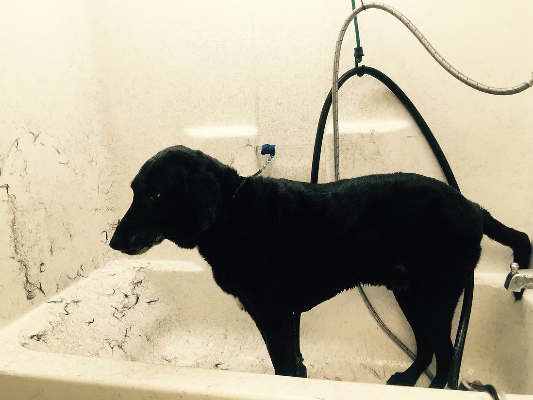 pet grooming services 36