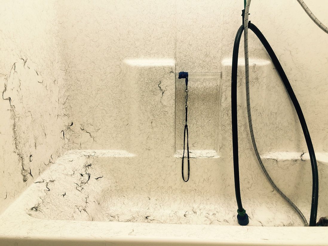 pet grooming services 37