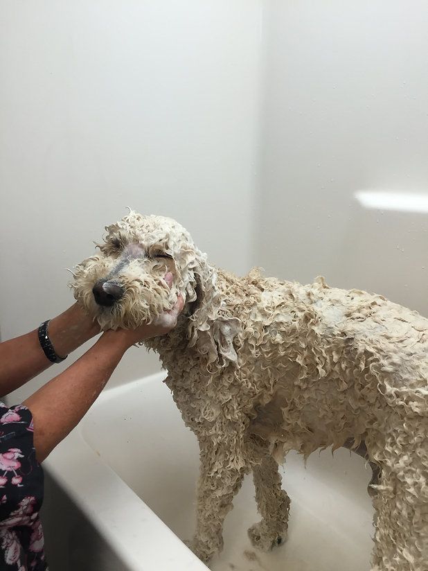 pet grooming services 4