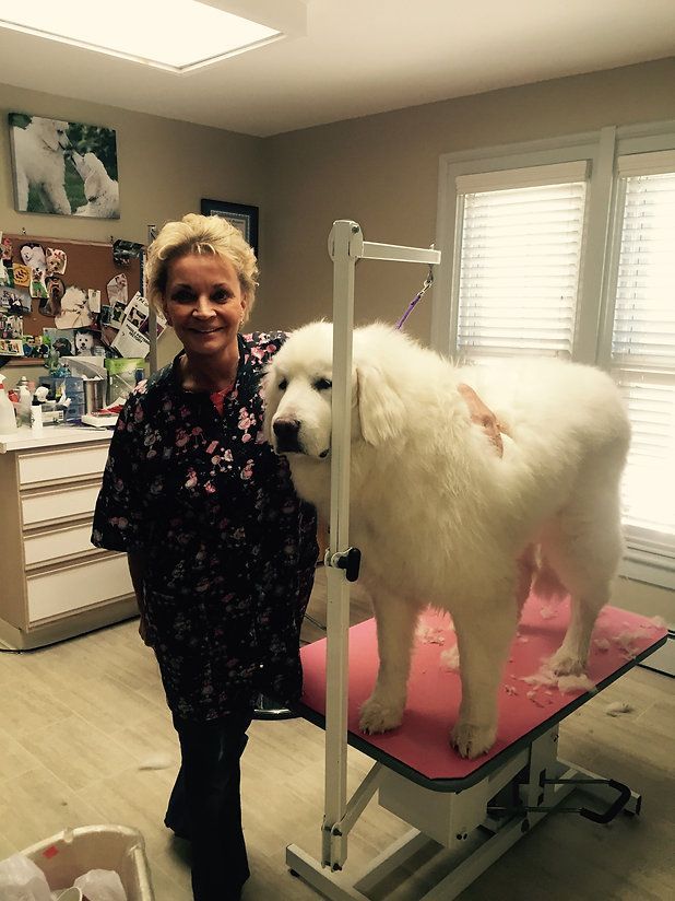 pet grooming services 38