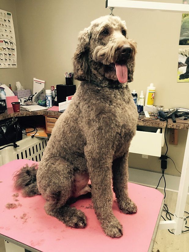 pet grooming services 39