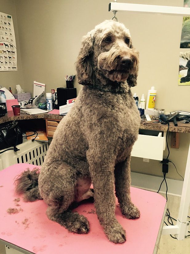 pet grooming services 40