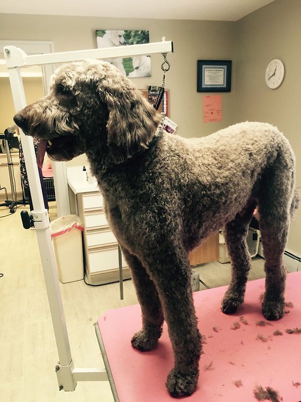 pet grooming services 41