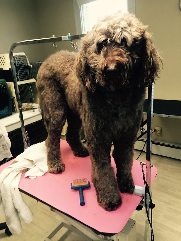 pet grooming services 42