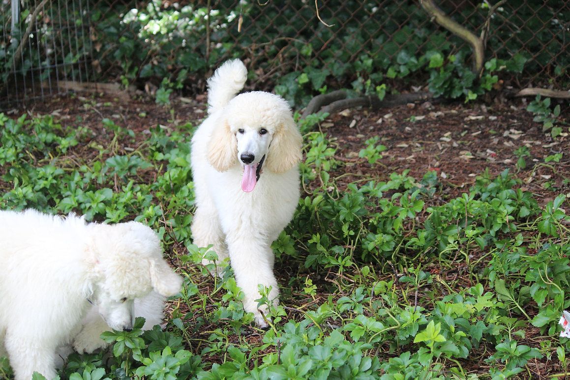 pet grooming services 43