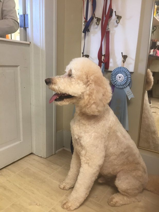 pet grooming services 5