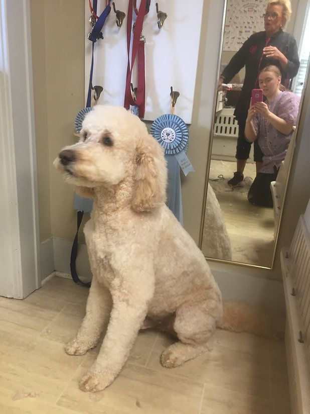 pet grooming services 6