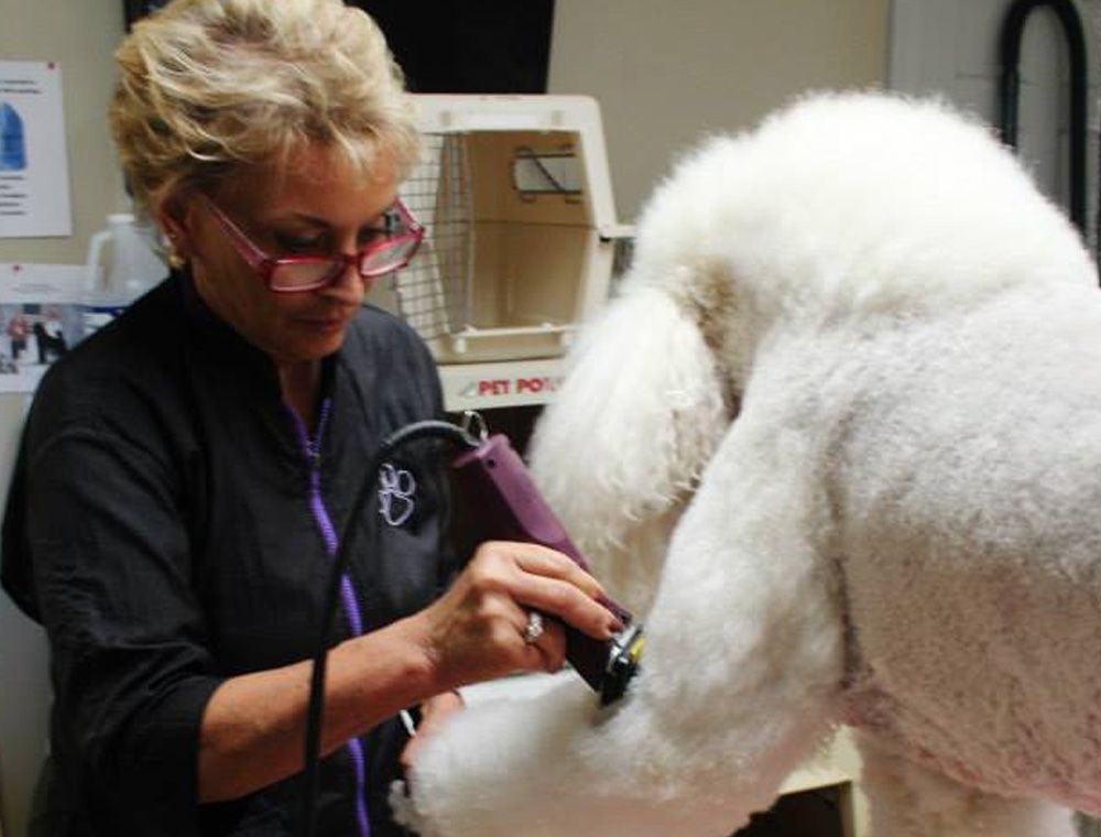 women shaving dogs hair