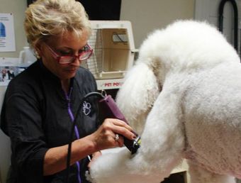 women shaving dogs hair