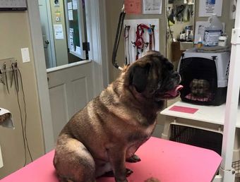  dog is sitting on a pink table 