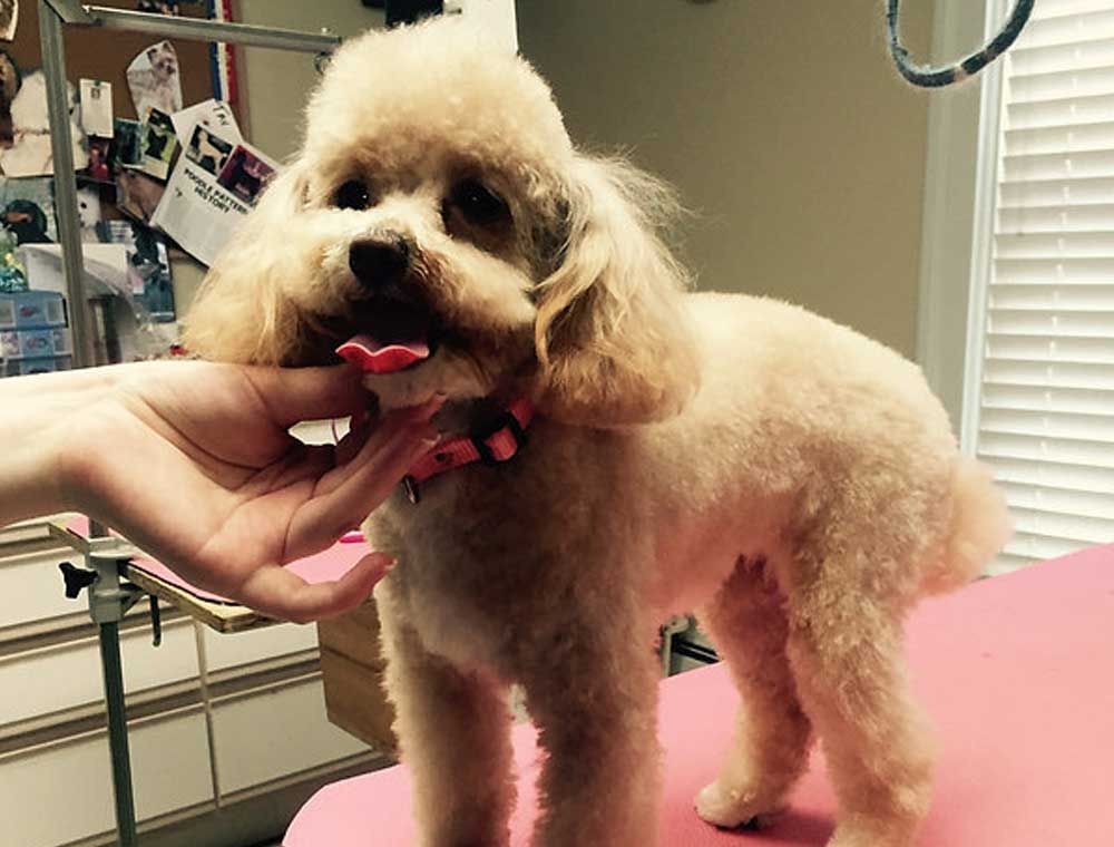 poodle is being groomed