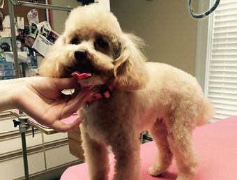 poodle is being groomed 
