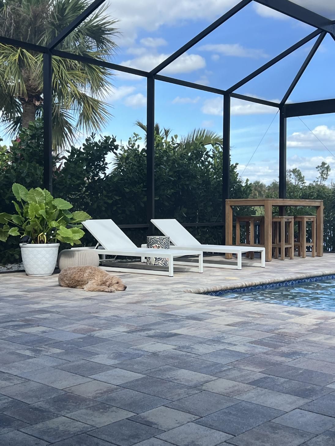 A dog is laying on a patio next to a swimming pool.