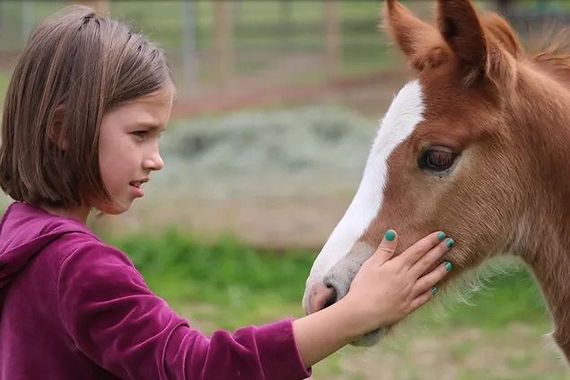 Child petting horse
