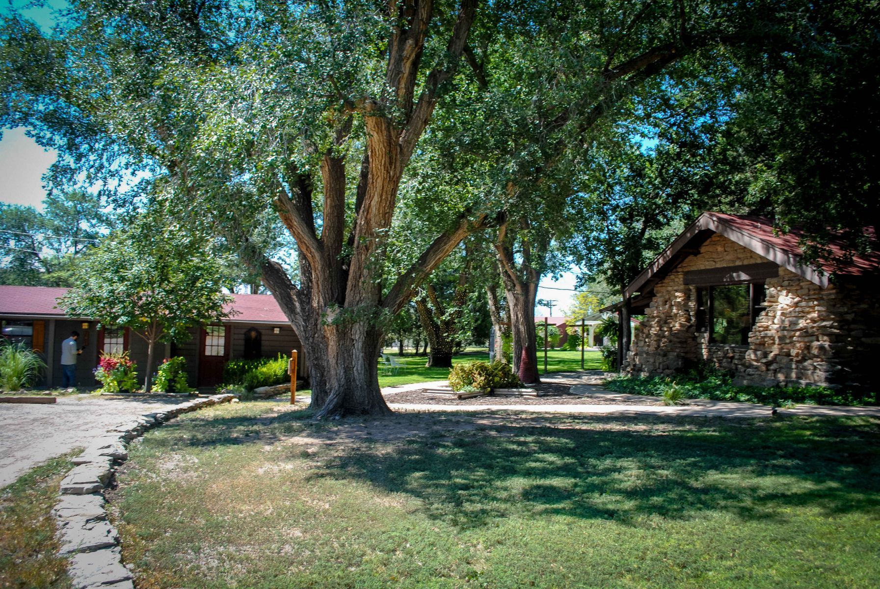 A large tree is in the middle of a lush green field in front of a house.