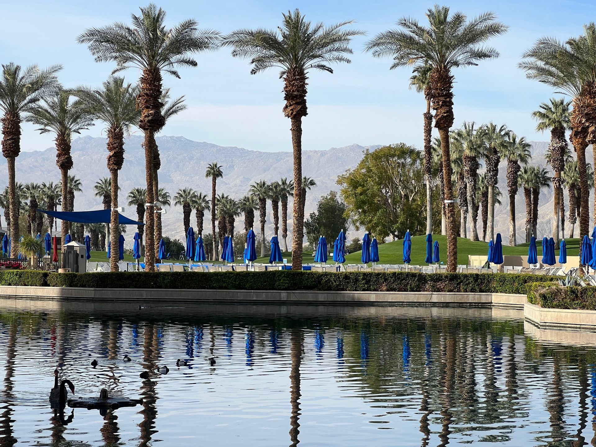 A row of palm trees reflects in a calm pond in front of a line of blue pool umbrellas with desert mountains in the distance.
