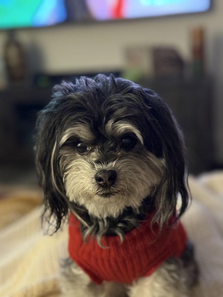 A small dog wearing a red sweater is sitting on a bed.