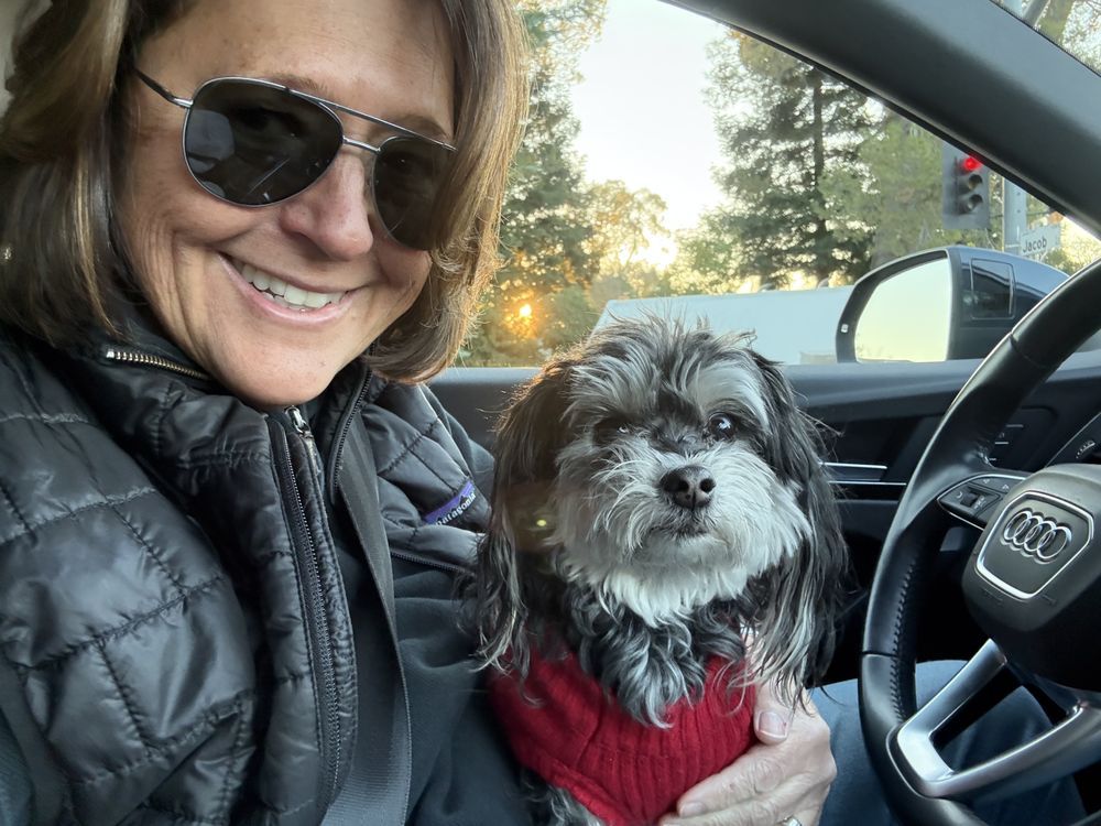 A woman is driving a car with a small dog in her lap.