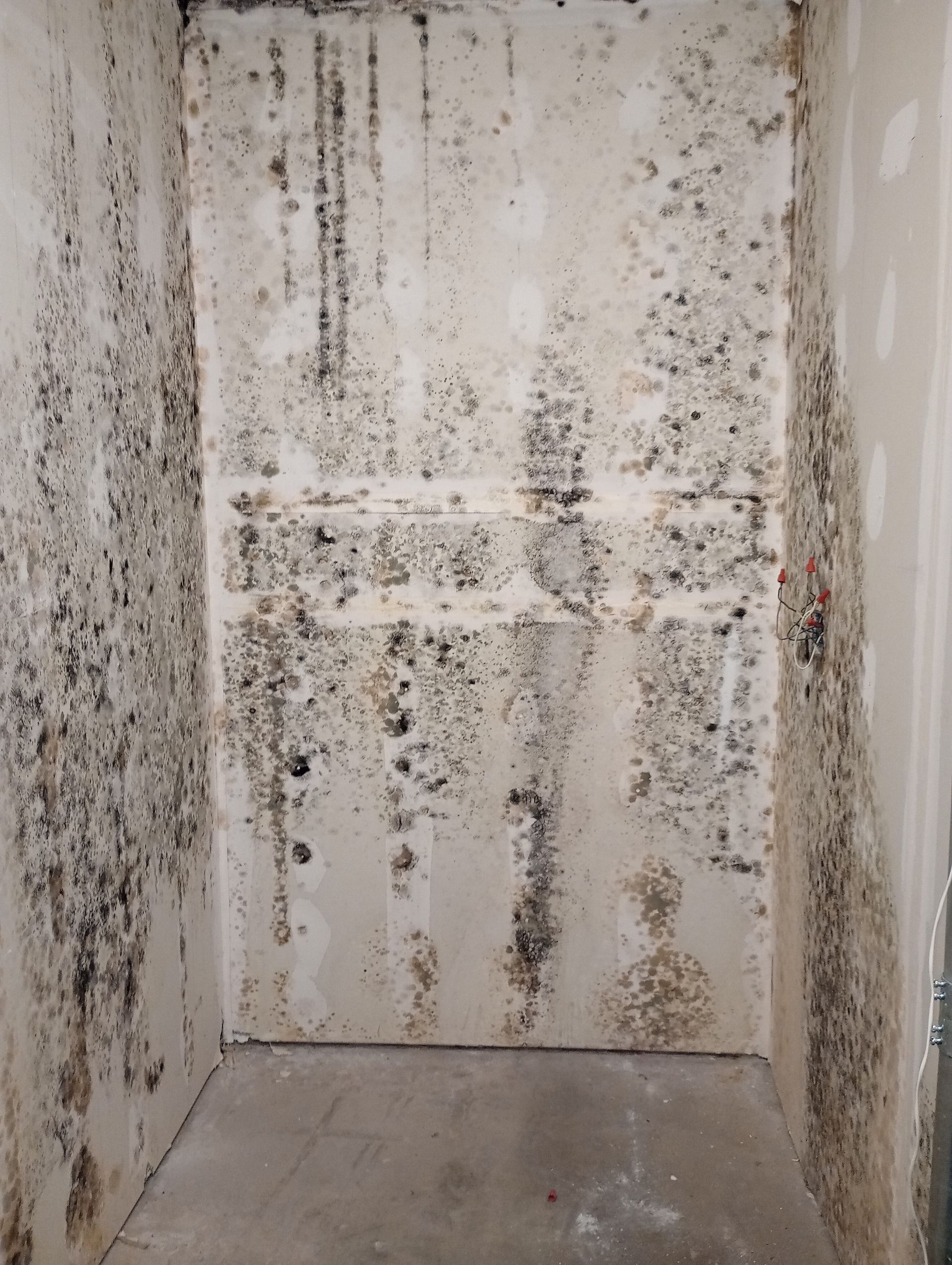 A Room with A Lot of Mold on The Walls and Floor.