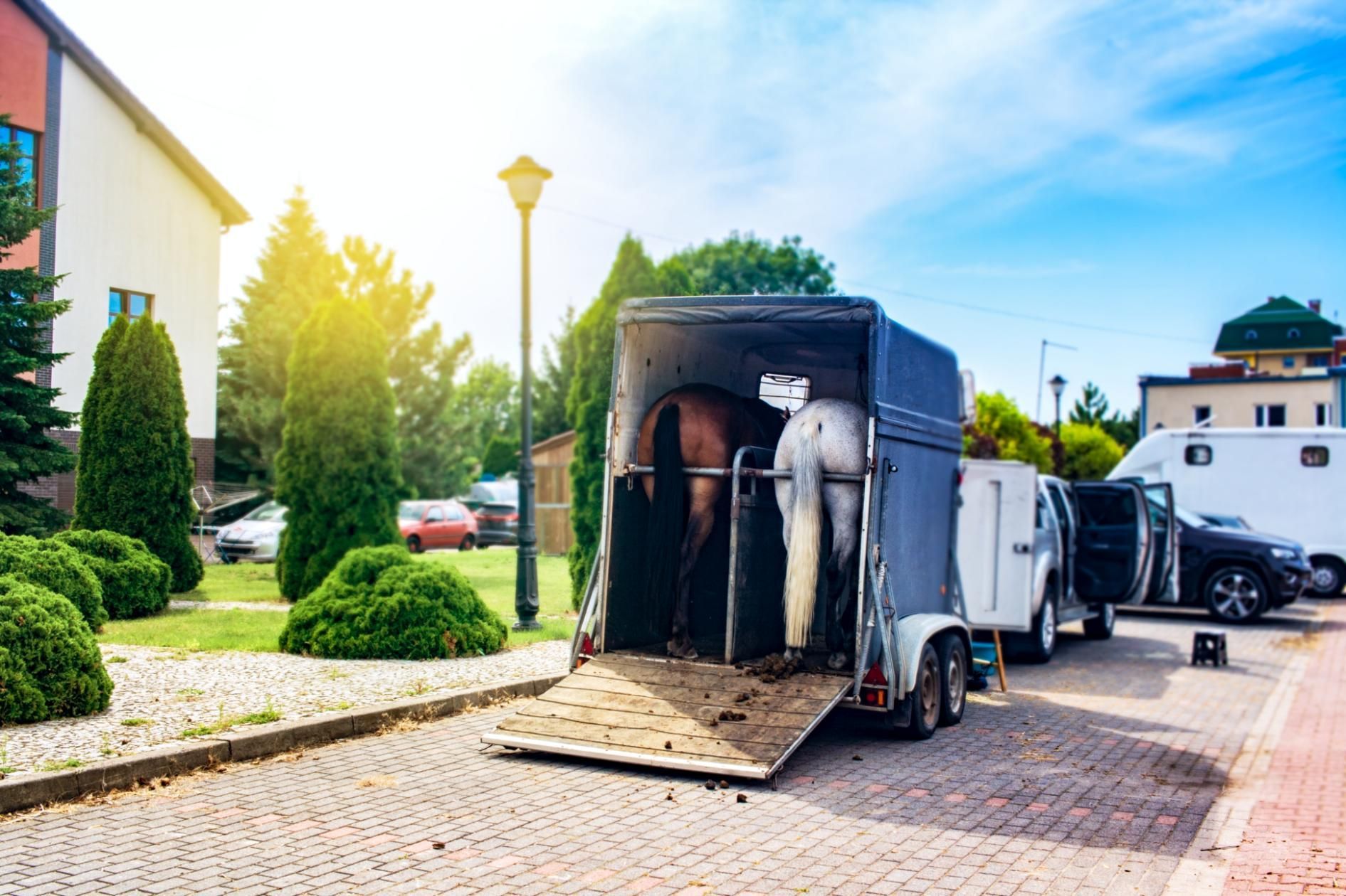 A horse is being transported on a trailer in a parking lot.