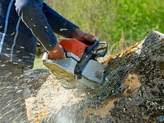 Tree and Stump Removal - Tree Service in Los Angeles, CA