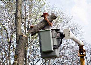 Tree Cutting - Tree Services in Los Angeles, CA