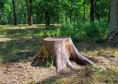 Stump Removal - Tree Services in Los Angeles, CA