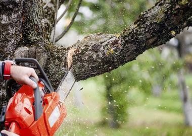 Tree Removal - Tree Services in Los Angeles, CA