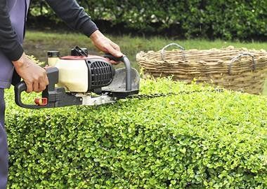 Stump Removal - Tree Services in Los Angeles, CA