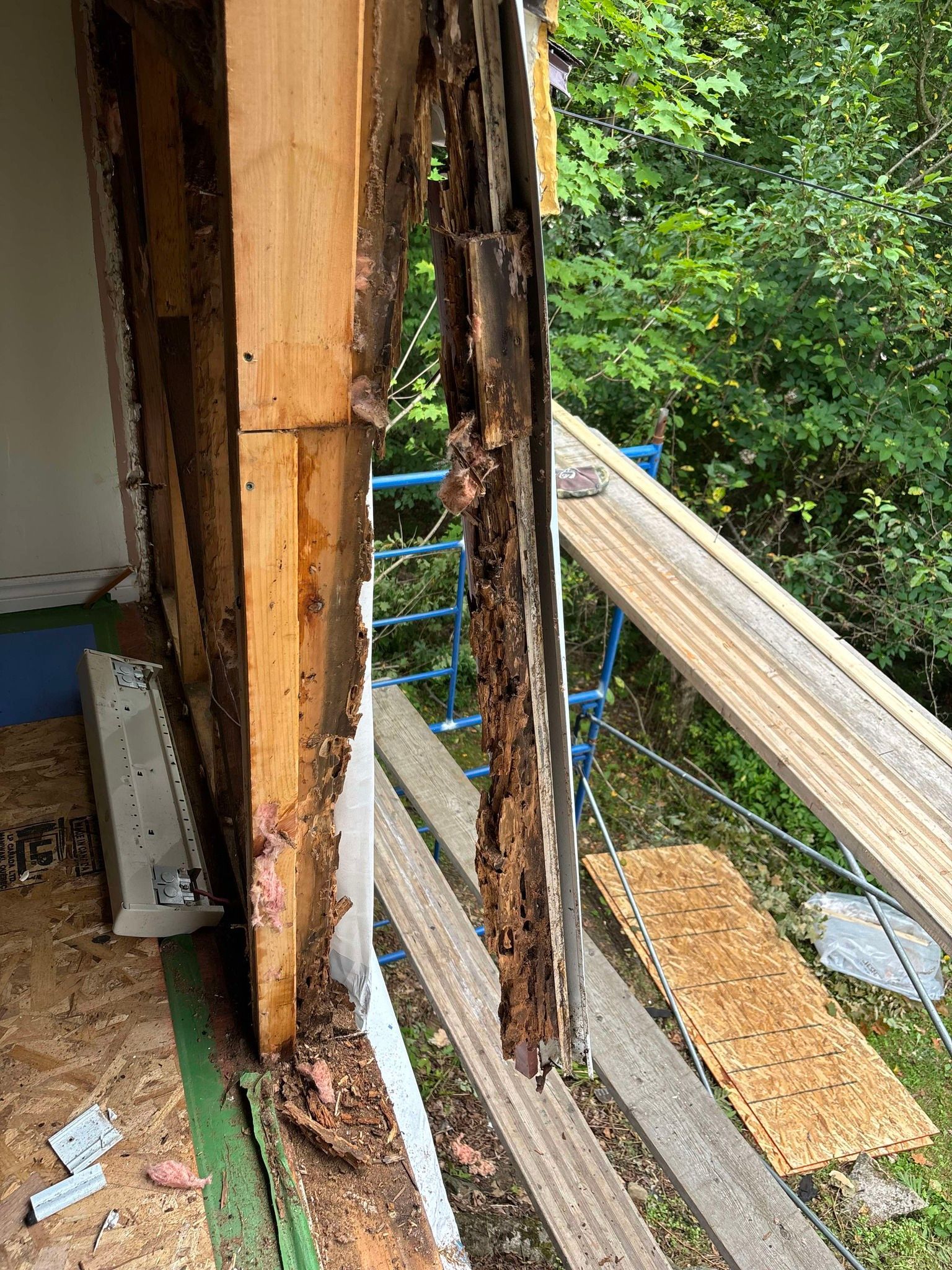 Un mur en bois d'où sortent beaucoup de termites.