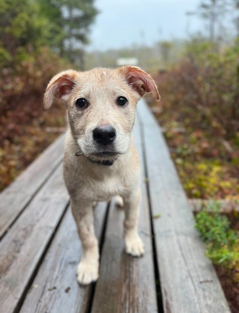 A puppy is standing on a wooden boardwalk looking at the camera.