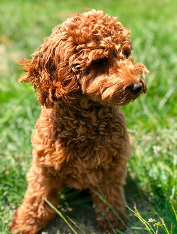 A small brown poodle is sitting in the grass looking at the camera.