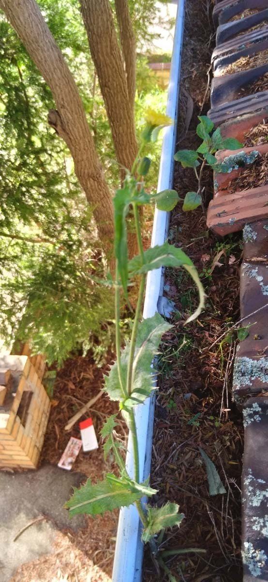 Gutter cleaning 02