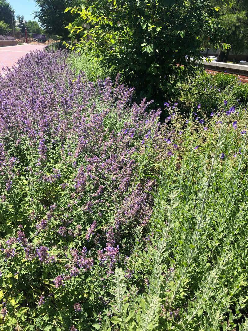 A row of purple flowers growing in a garden next to a road.