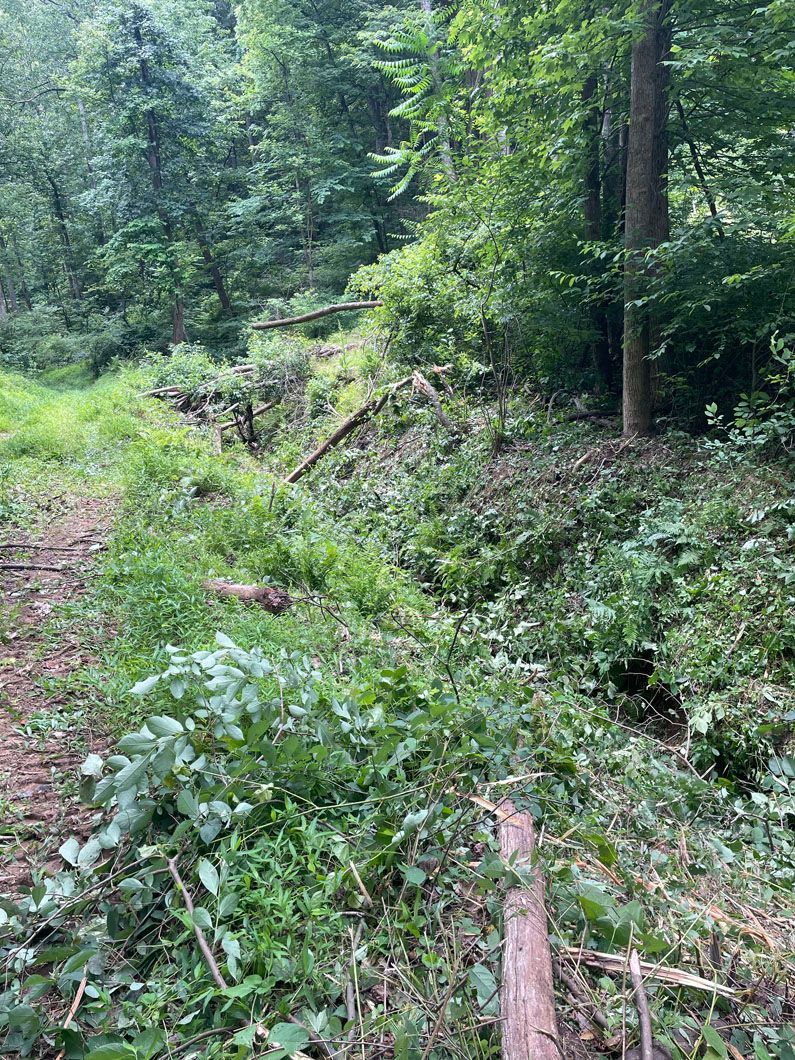 A path in the middle of a forest surrounded by trees and grass.