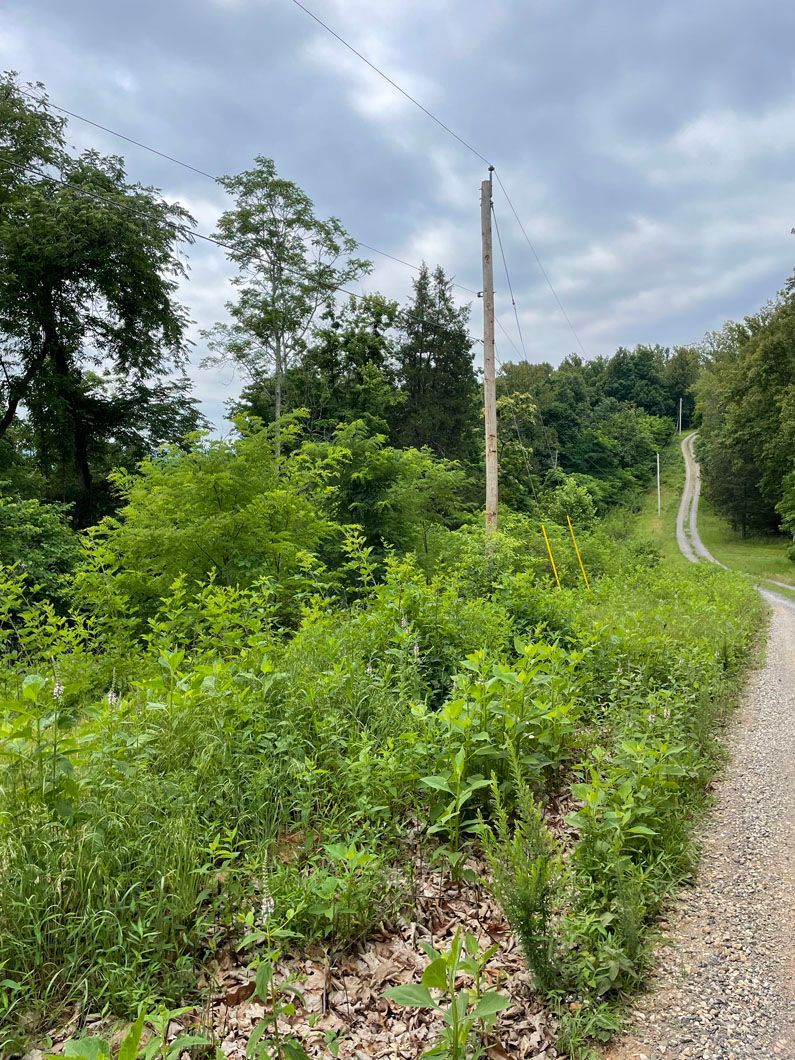 A dirt road going through a lush green forest.