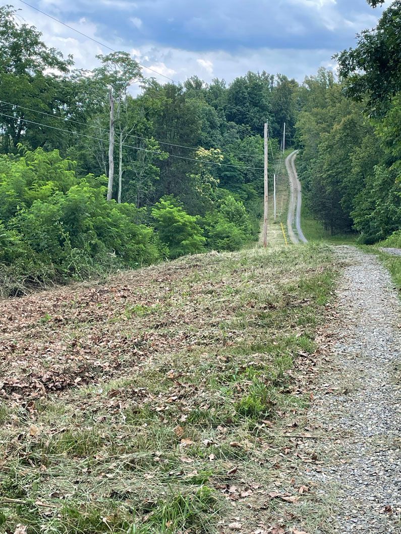 A dirt road going through a lush green forest.