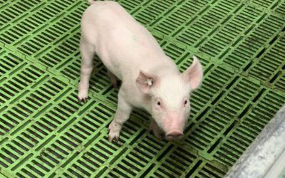 A pig in a pig jarn - innoSEP