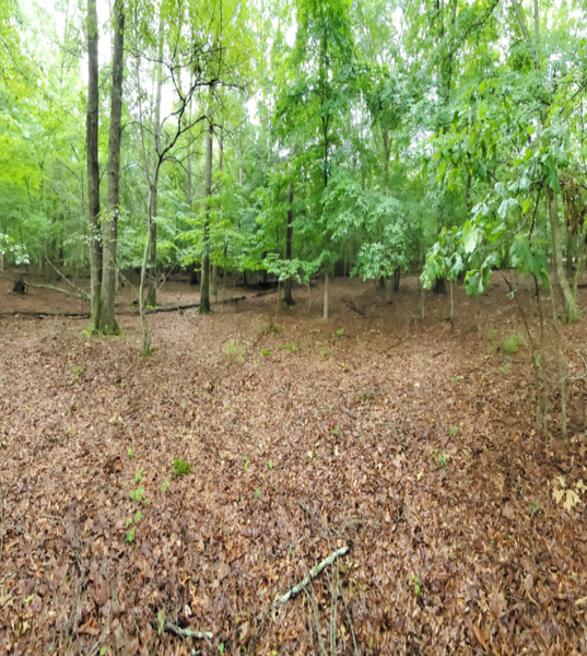 A view of a forest floor covered in fallen brown leaves surrounded by tall green trees on a bright, overcast day.