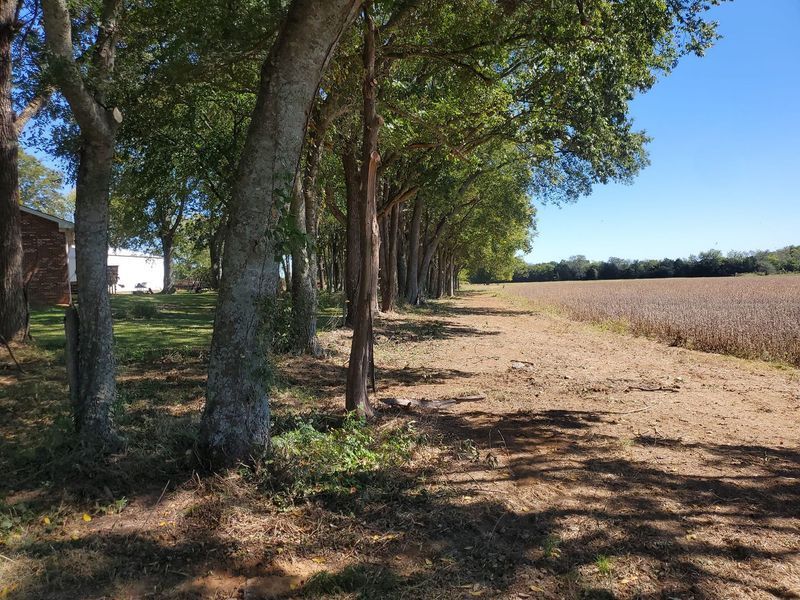 A row of large trees borders a grassy area on the left and a harvested brown field under a clear blue sky.