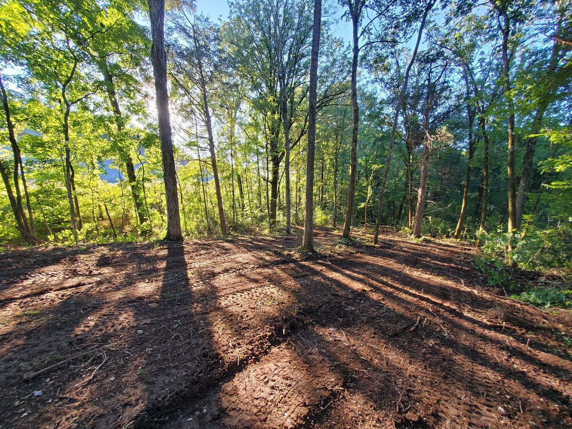 Sunlight filters through a line of trees onto a clearing covered in brown fallen leaves and dirt.