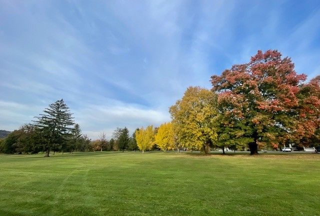 A lush green field with trees in the foreground and a blue sky in the background.