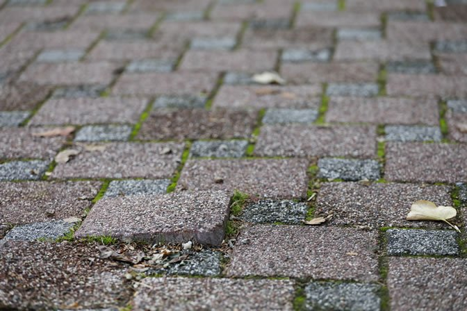 Mouldy pavers. Why does it happen? Can they damage my pavers?