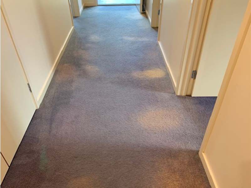 A Hallway With a Blue Carpet and White Walls — The Tile & Stone Specialists in Peregian Beach, QLD