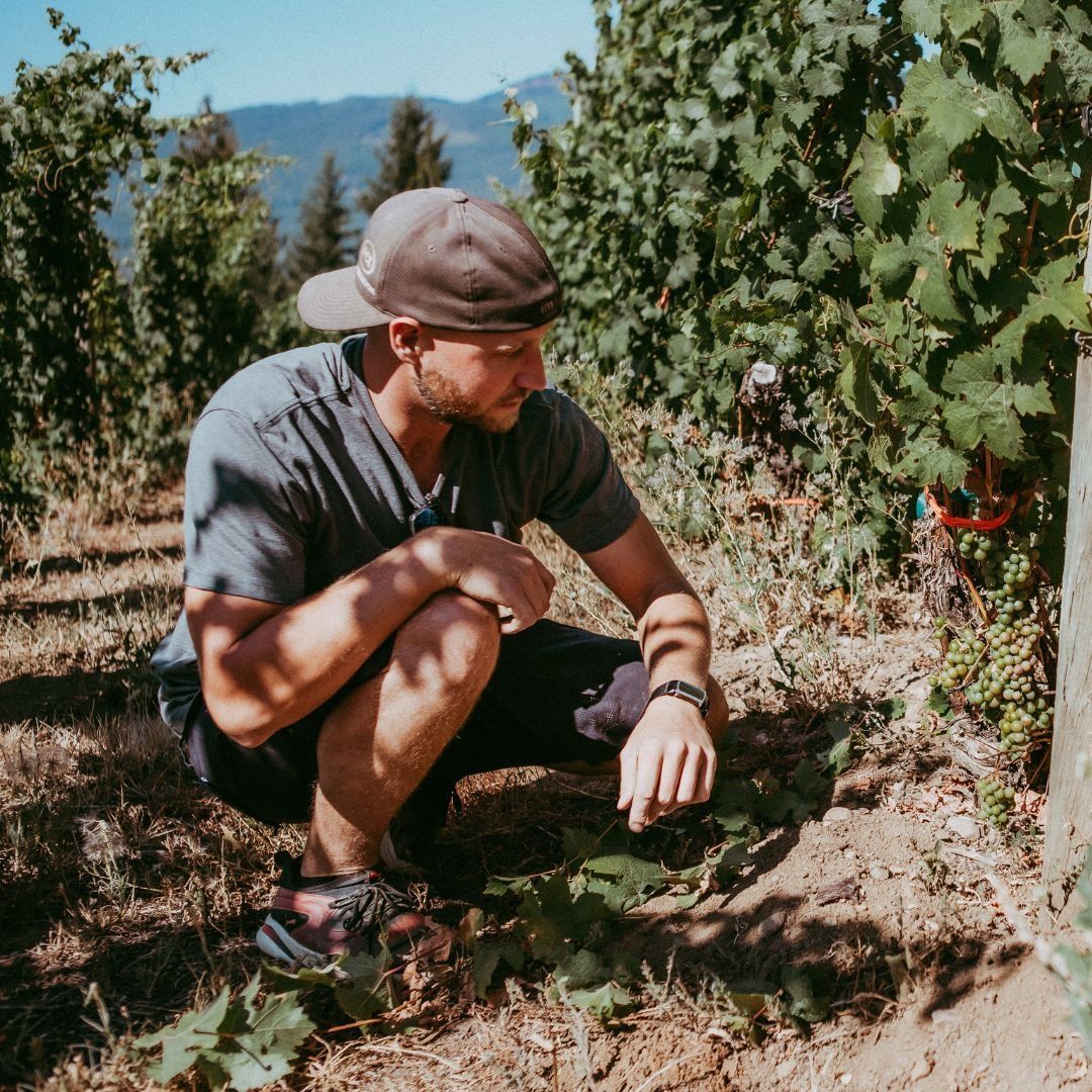Why August is the Best Time of the Year to Visit Vineyards in Salmon Arm