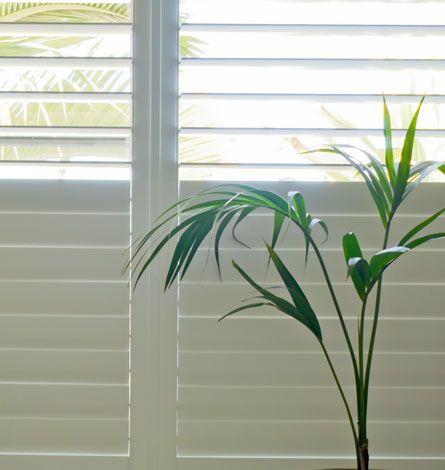 White Window Shutters With a Green Houseplant in Front — GV Blinds in Shepparton, VIC