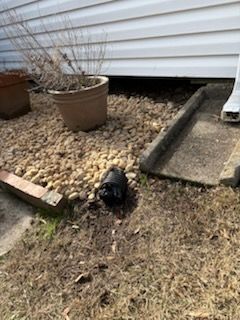 A turtle is laying in the dirt in front of a house. | Waterproofing Birmingham, AL